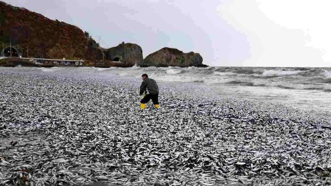 spiaggia-coperta-da-migliaia-di-sardine-e-sgombri-morti-a-hakodate-il-fenomeno-mai-visto-in-giappone